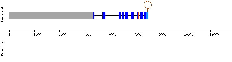 gene structure