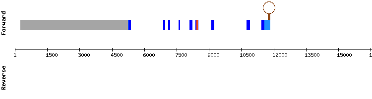 gene structure