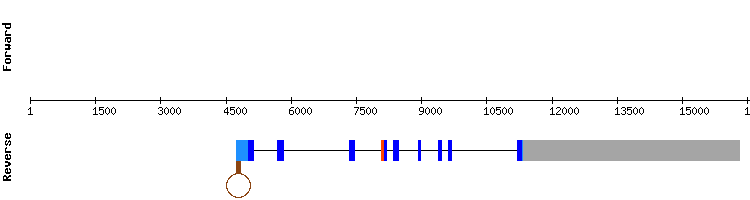 gene structure