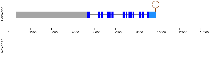 gene structure