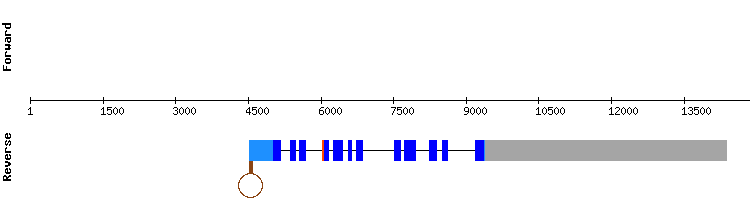 gene structure