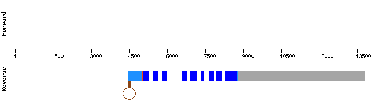 gene structure