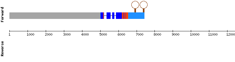 gene structure