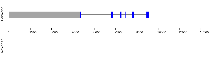 gene structure