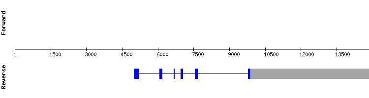 gene structure