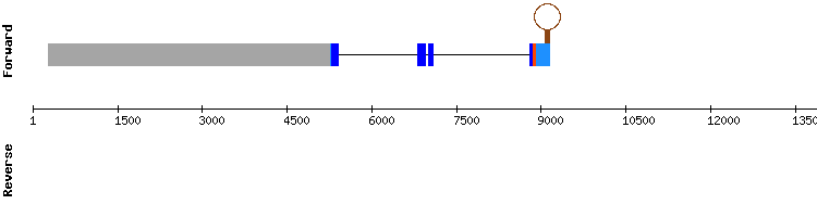 gene structure