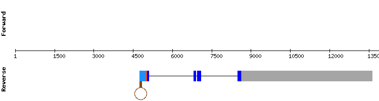 gene structure