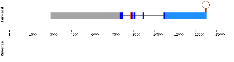 gene structure