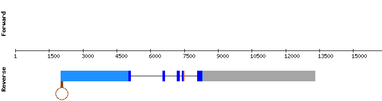 gene structure