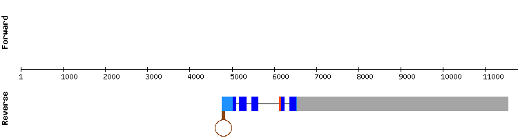 gene structure