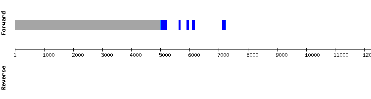 gene structure