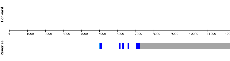 gene structure