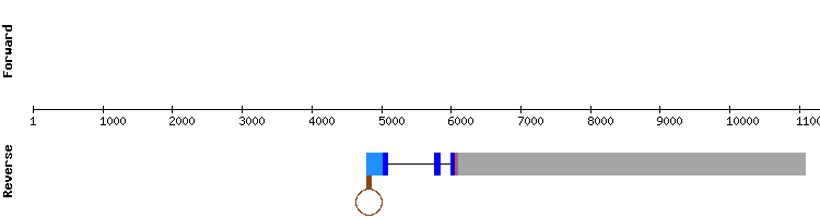 gene structure