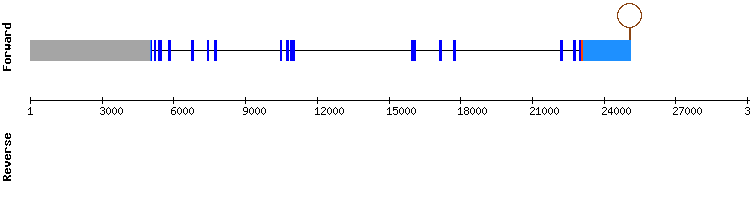 gene structure