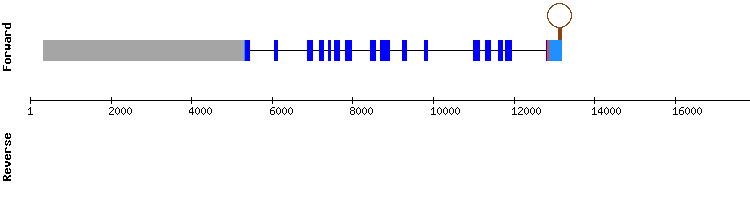 gene structure