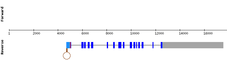gene structure