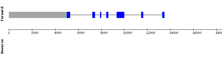 gene structure