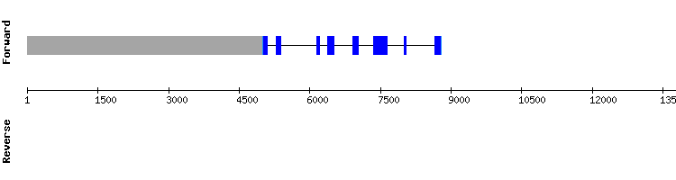 gene structure