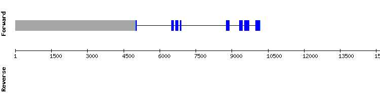 gene structure