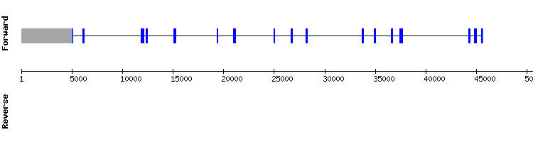 gene structure