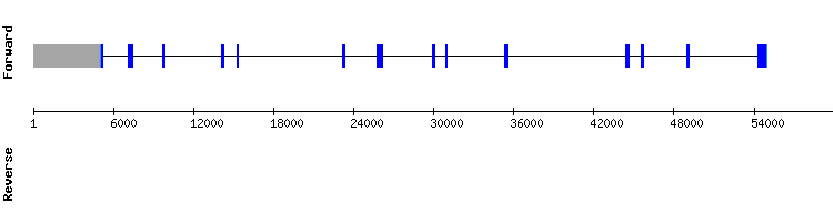gene structure