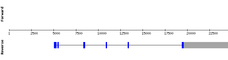 gene structure