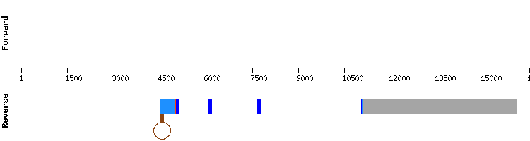 gene structure