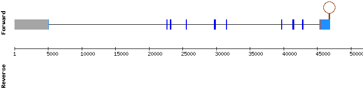 gene structure
