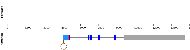gene structure