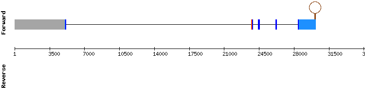 gene structure