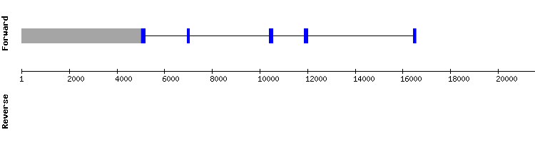 gene structure
