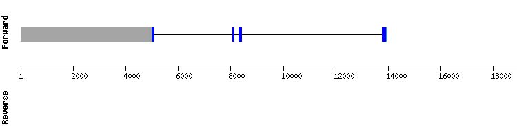 gene structure