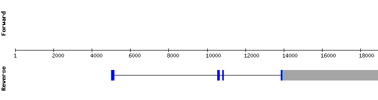 gene structure