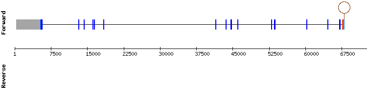 gene structure