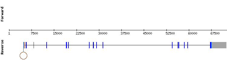 gene structure
