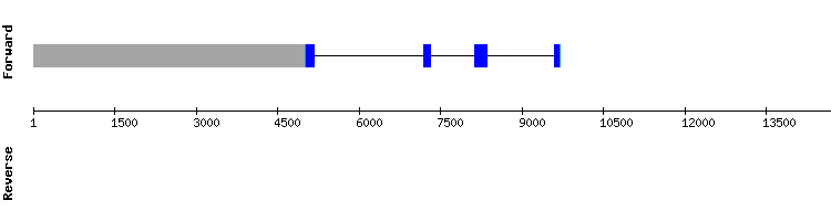 gene structure