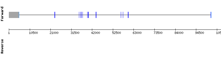 gene structure
