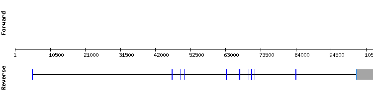 gene structure
