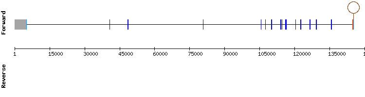 gene structure