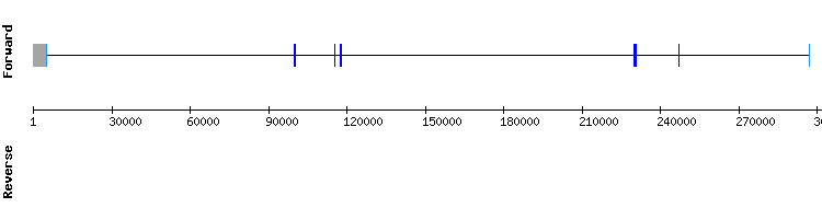 gene structure
