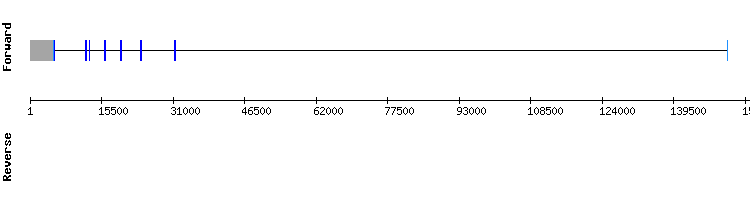 gene structure