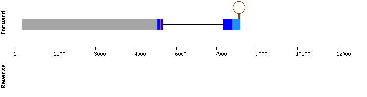 gene structure