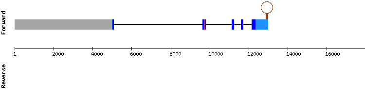 gene structure