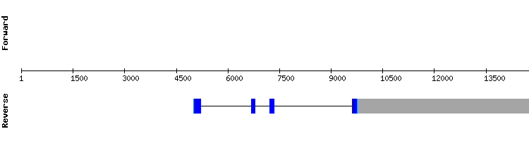 gene structure