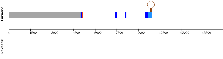 gene structure