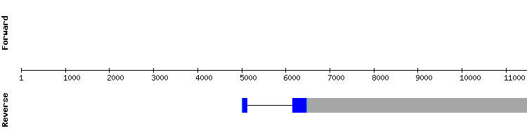 gene structure