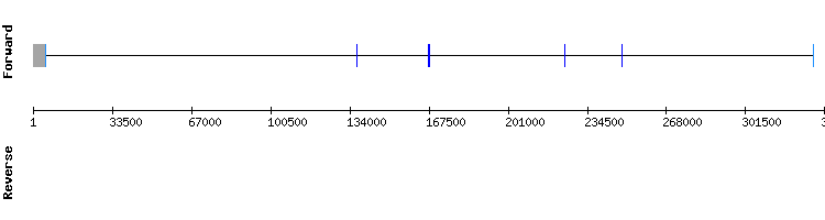 gene structure