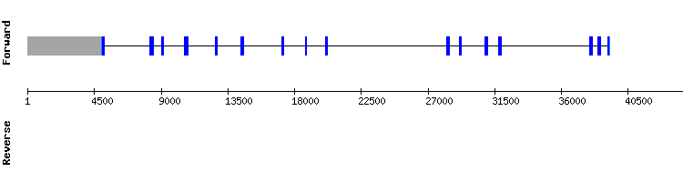 gene structure