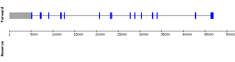 gene structure