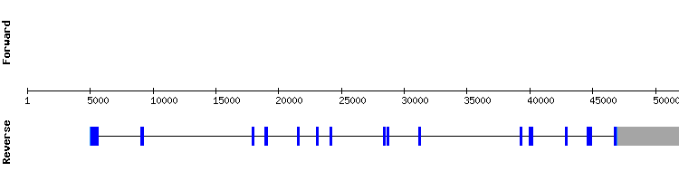 gene structure